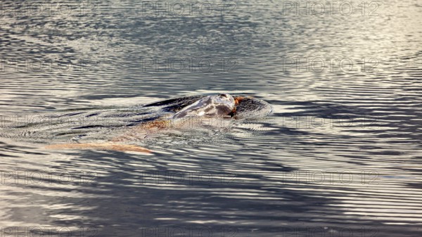 A mammal swims just below the water surface in a river, The Bolivian river dolphin (Inia