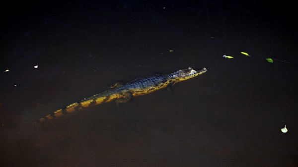 A crocodile swims calmly in the dark water, partially visible, The black caiman (Melanosuchus