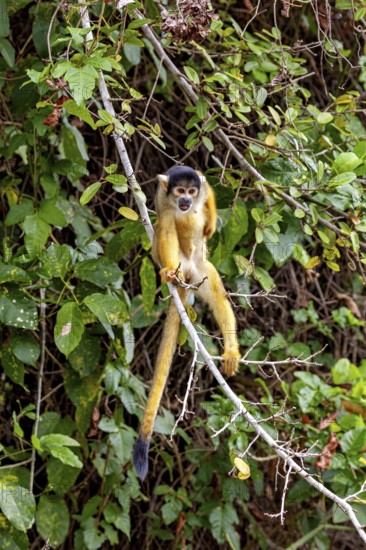 A monkey balances on a branch in the middle of a lush green jungle, curious and attentive, The