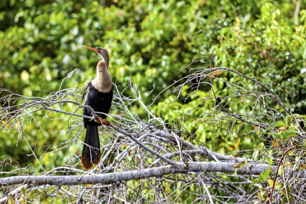 A bird resting on a branch against a background of dense green foliage, The American Darter