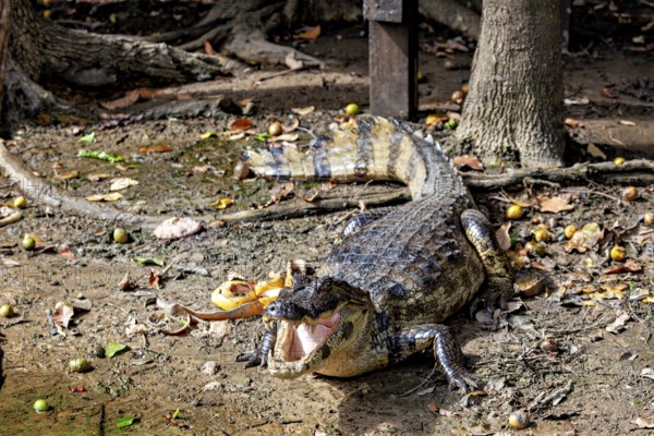 A crocodile lies on a forest floor with foliage and shade, The black caiman (Melanosuchus niger),