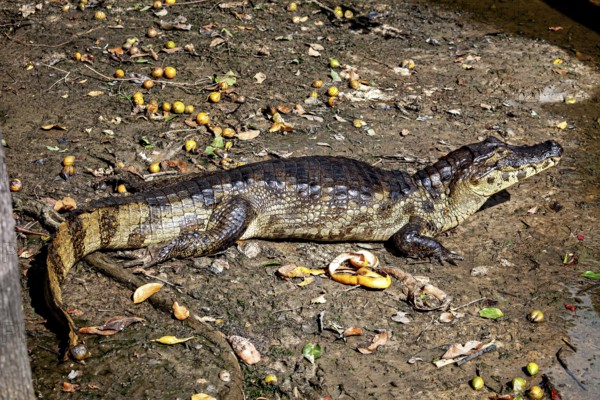 Crocodile lying on its side on earthy ground, surrounded by natural vegetation, The black caiman
