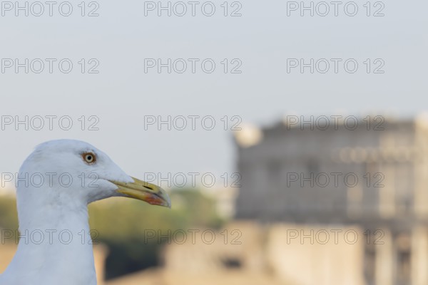 Yellow-legged gull (Larus michahellis) adult bird on an ancient city building with The Colosseum in