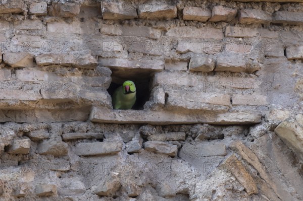 Ring-necked or Rose-ringed parakeet (Psittacula krameri) adult bird looking out of a hole in an