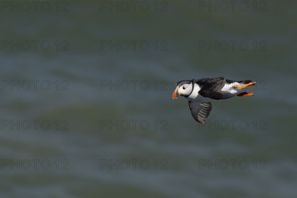 Atlantic puffin (Fratercula arctica) adult sea bird flying, England, United Kingdom