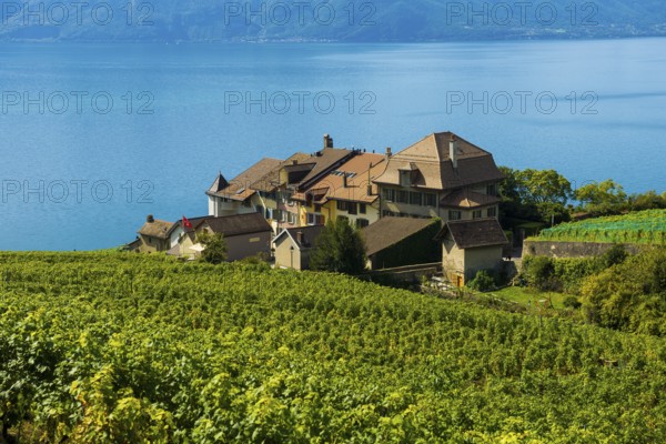 Picturesque village in the vineyards by the lake, Epesses, Lavaux, UNESCO World Heritage Site, Lake