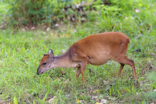A female Red Forest Duiker (Cephalophus natalensis) stands in a green meadow, eating grass and
