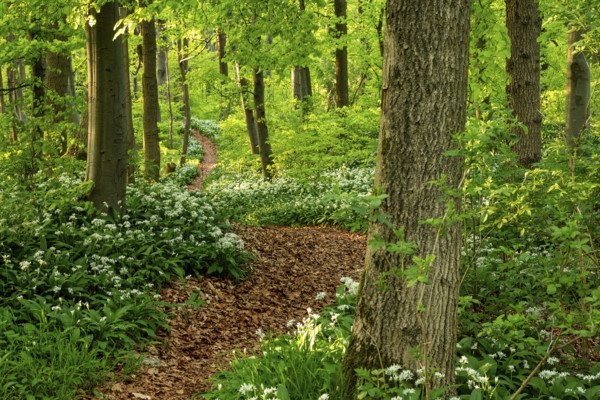 Winding forest path through an idyllic, light-flooded beech forest with wild garlic in bloom in