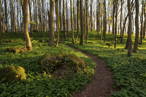 Winding forest path through an idyllic beech forest in spring with lush green wild garlic on the