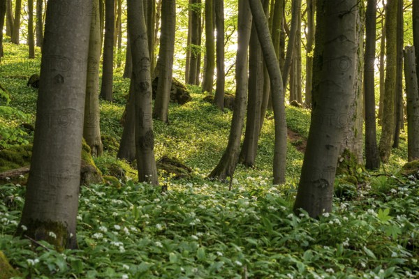 The light of the sun shines in an idyllic beech forest in spring with lush green wild garlic on the