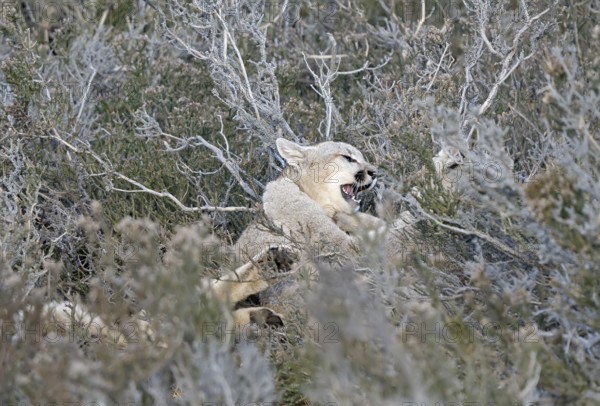 Cougar (Cougar concolor), Torres del Paine National Park, Chile, South America