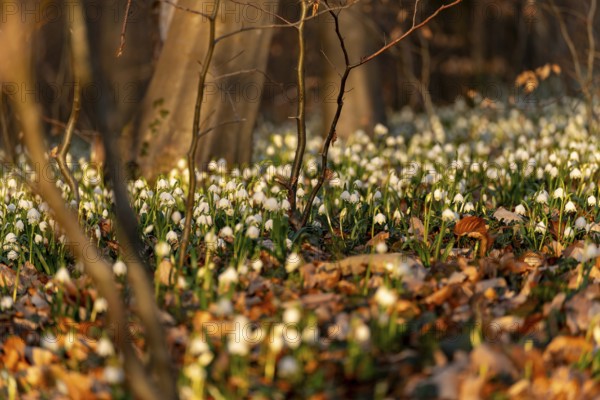 Close-up of spring knotweed (Leucojum vernum) in the forest, also known as marzenbecher, in