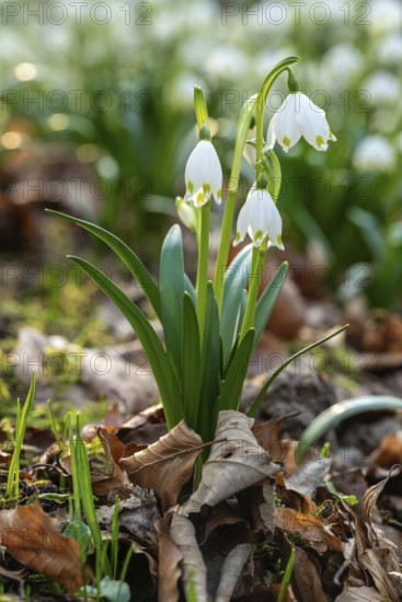 Close-up of spring knotweed (Leucojum vernum) in the forest, also known as marzenbecher, in