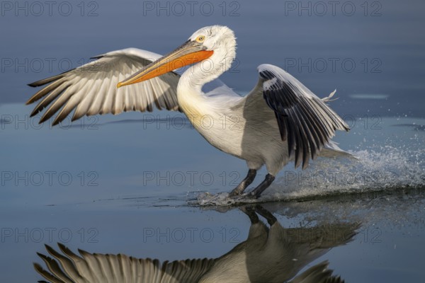 Dalmatian Pelican (Pelecanus crispus), Dalmatian Pelican, landing, long exposure, Lake Kerkini,