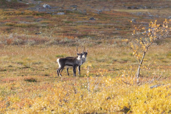 Reindeer herd at Abisko National Park in the colourful autumn of Lapland below Lapporten,