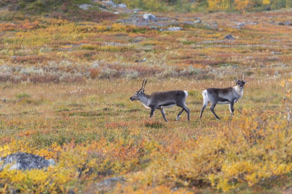 Reindeer herd at Abisko National Park in the colourful autumn of Lapland below Lapporten,