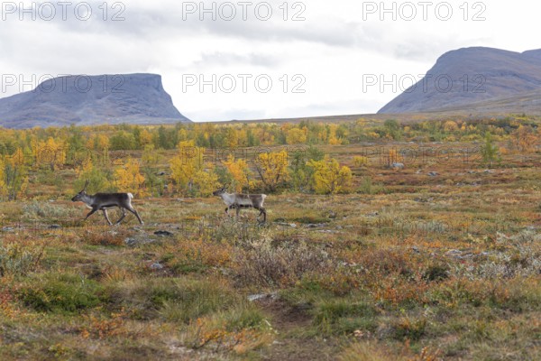 Reindeer herd at Abisko National Park in the colourful autumn of Lapland below Lapporten,
