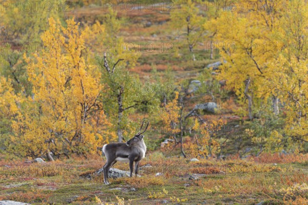 Reindeer at Abisko National Park in the colourful autumn of Lapland below Lapporten, Cuonjávággi