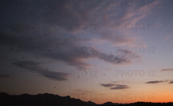 Flying foxes (Pteropodidae), Kalong Mangrove Island, Komodo National Park, Indonesia, Southeast