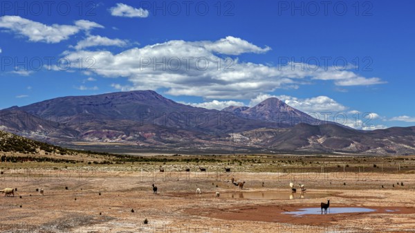 Dry desert landscape with mountains in the background and scattered grass, The landscape of the