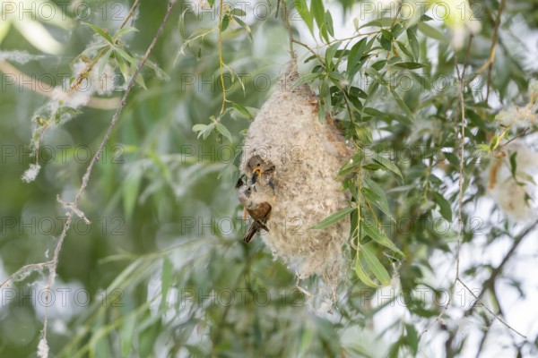Penduline Tit (Remiz pendulinus), at the nest, feeding young bird in the nest, Danube Delta,