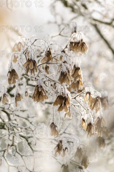 Ice crystals from roarfrost on Amur maple (Acer tataricum subsp. ginnala) seeds at sunshine in