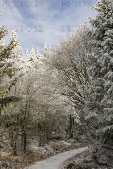 Forest road going through a mixed forest white from roarfrost on a sunny day in winter, Bavaria,