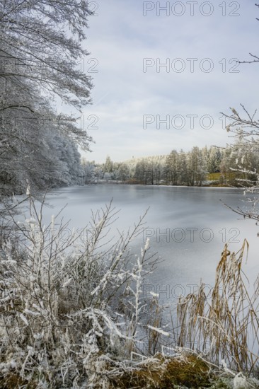 A frozen pont in a valley surrounded by a mixed forest with norway spruce (Picea abies) and