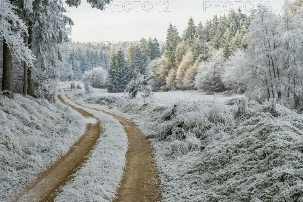Forest road going through a beautiful landscape with forest, meadows and bushes, white from