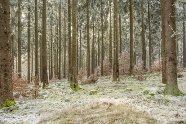 Mixed forest with norway spruce (Picea abies) and European beech (Fagus sylvatica) white from