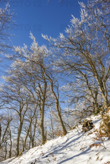 European beech (Fagus sylvatica) trees in a forest with hoarfrost on the branches in winter, Vápec,