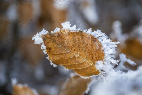 Ice crystals from roarfrost on a common beech (Fagus sylvatica) leaf at sunshine in winter,