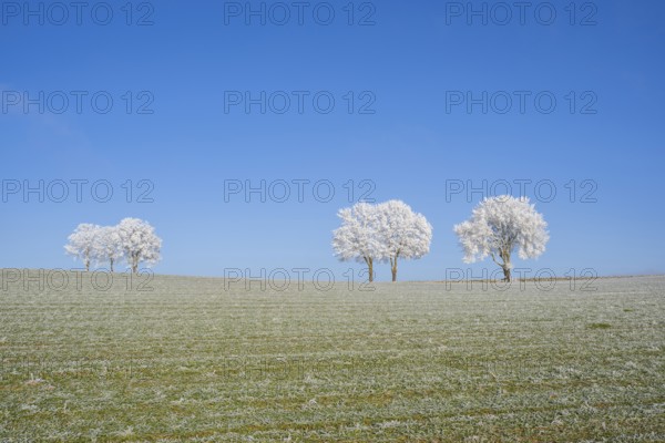Silver lime trees (Tilia tomentosa) with hoarfrost on the branches standing on a meadow on a sunny