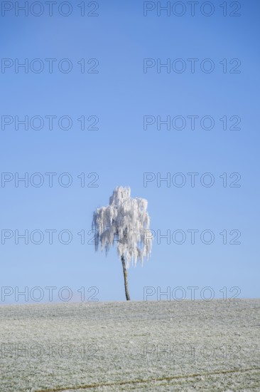 Silver birch (Betula pendula) standing on a meadow with hoarfrost on the branches in front of blue