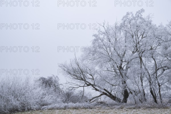 Eastern crack-willow (Salix euxina) standing on a meadow with hoarfrost on the branches in winter,