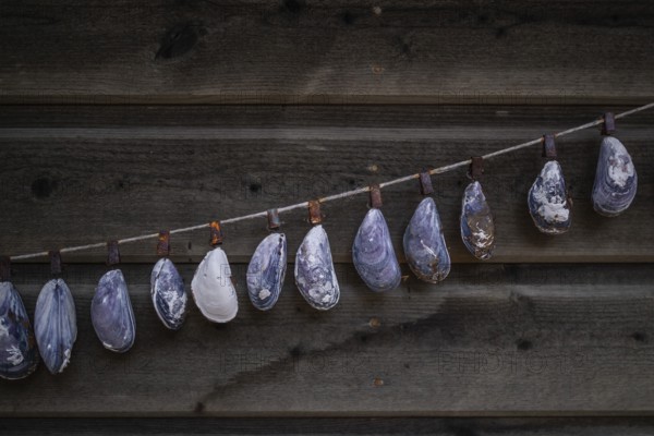 Shell necklace on a wooden wall, Resö Island, Bohuslän, Skagerrak, Sotenäs, Västra Götalands län,