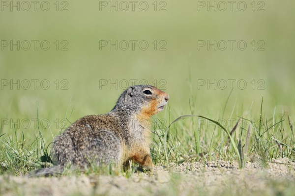 Columbia ground squirrel (Urocitellus columbianus, Spermophilus columbianus), Jasper National Park,