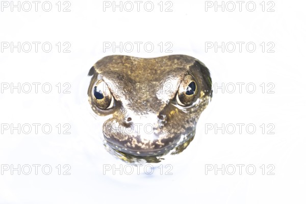 Common frog (Rana temporaria) adult amphibian on the water surface of a garden pond, England,
