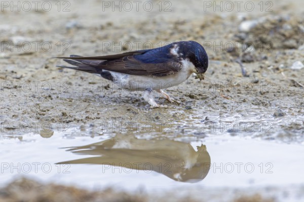 Common house martin, northern house martin (Delichon urbicum) collecting mud in beak from puddle