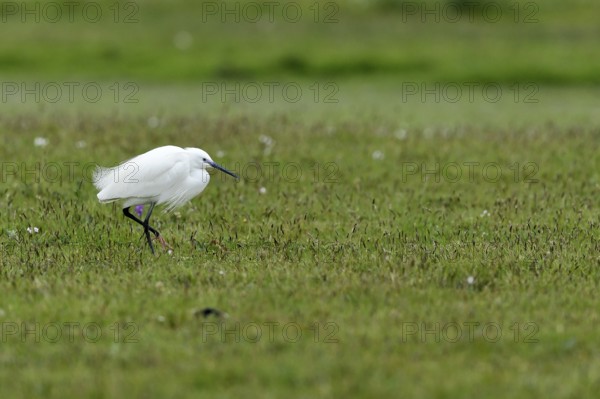 Little Egret (Egretta garzetta) standing in a meadow, Texel, North Holland, Netherlands