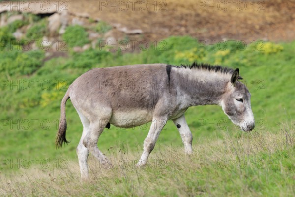 A male grey domestic donkey (Equus asinus) grazes in a green paddock