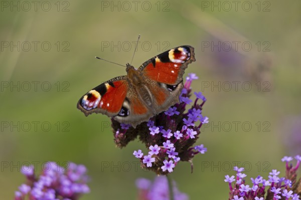 Butterfly, peacock butterfly (Aglais io), Purpletop vervain (Verbena bonariensis), Burgstemmen,