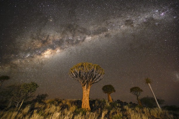 Quiver trees (Aloe dichotoma) under the starry sky, quiver tree forest near Keetmanshoop, Karas