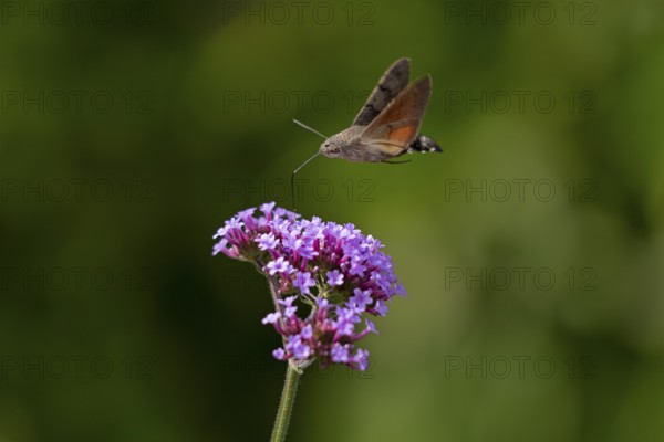 Butterfly, pigeon tail (Macroglossum stellatarum), also known as hummingbird butterfly or