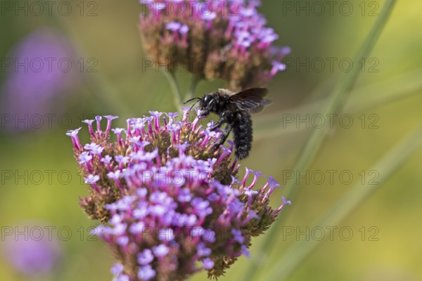Wood bee (Xylocopa), Purpletop vervain (Verbena bonariensis), Burgstemmen, Nordstemmen, Lower