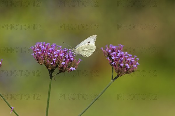 Butterfly, Cabbage butterfly (Pieris brassicae), Purpletop vervain (Verbena bonariensis),