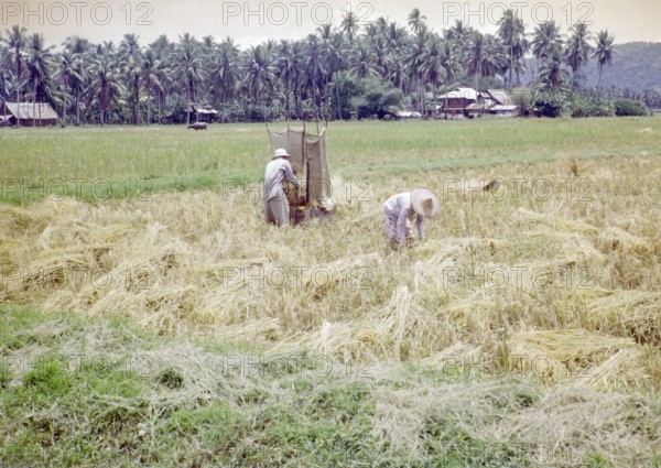 Rice cultivation paddy fields rural farming agriculture countryside area, Penang, Penang Island,