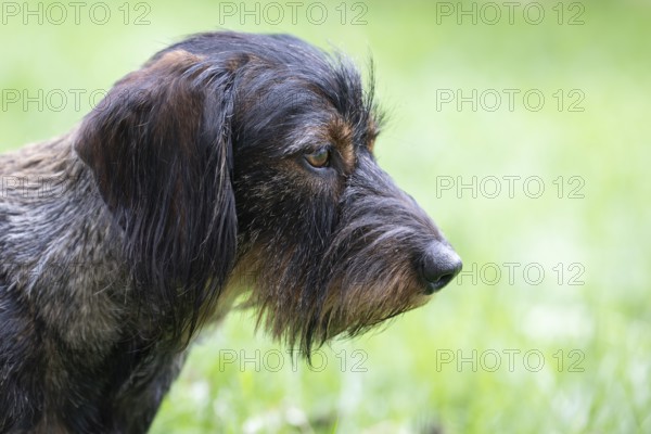 Rough-haired dachshund (Canis lupus familiaris) male, 4 years, animal portrait, attentive,