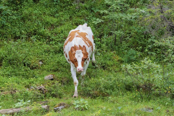 Holstein-Friesian cattle grazing on a mountain pasture in steep terrain. Eng Valley, Austria