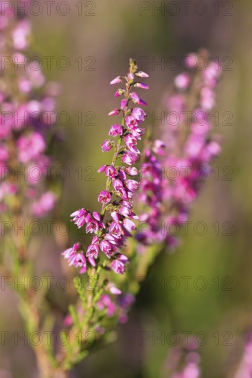 Flowering heather (Calluna vulgaris), heather, Trupacher Heide nature reserve, Siegen, North